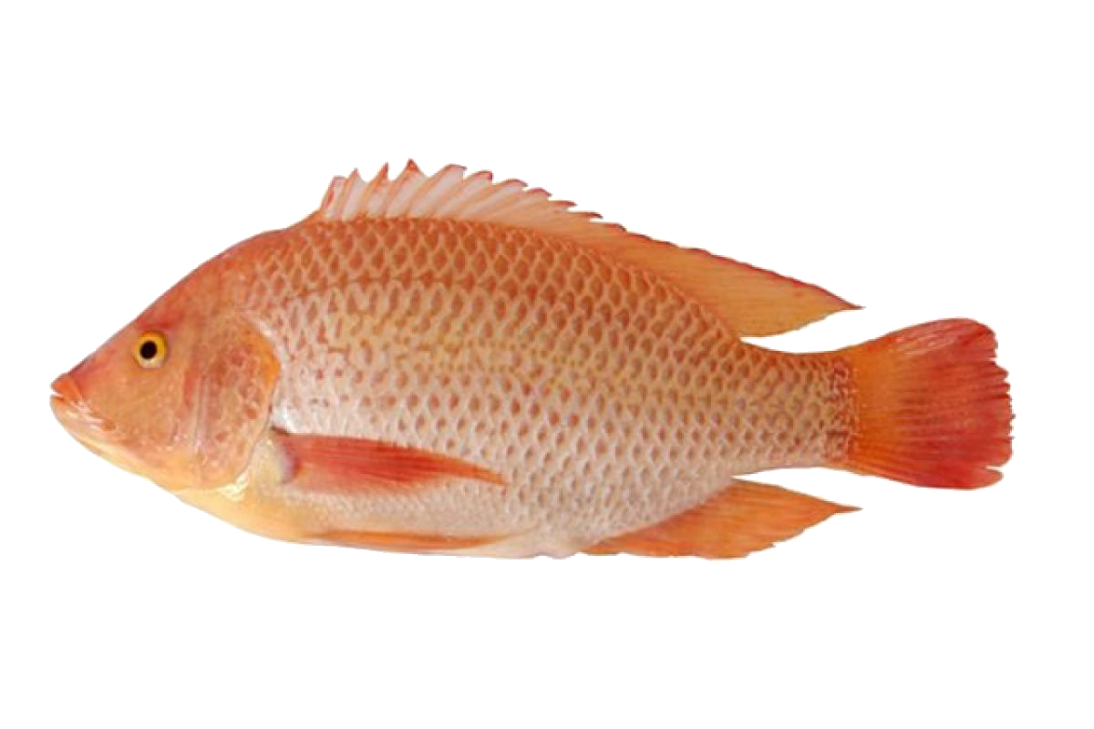 【冷凍】Red Tirapia・レッドティラピア（1kg） 【ベトナム】